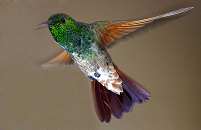 メキシコの庭園で羽ばたくハチドリ