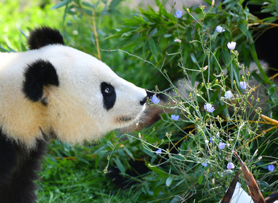 【写真特集】世界に愛されるパンダ