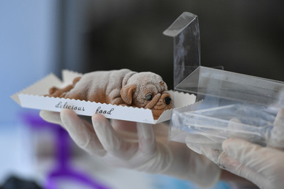 甘くてかわいいワンちゃん？ 本物みたいなケーキ、昆明の女性職人