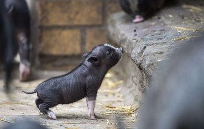 好奇心いっぱい！動き回るブタの赤ちゃん ドイツ
