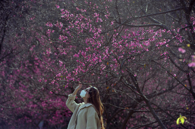 中国・南寧市で桜が満開に、マスク姿で花見