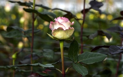 バラゲノムの高精度解析、病虫害や干ばつに強い品種改良に 研究