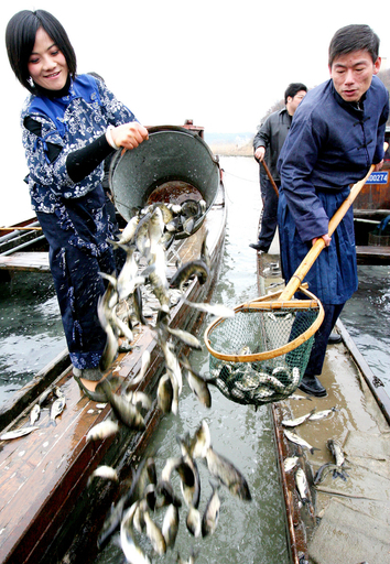 中国の太湖で藻が再び大量発生、除去のため魚1000万匹放流へ