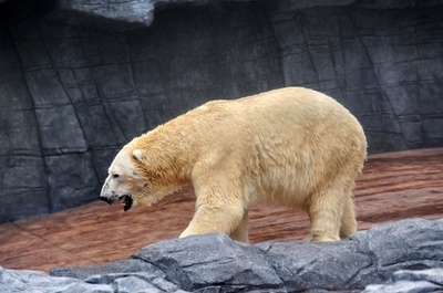 新居でのびのび泳ぐホッキョクグマ、シンガポール