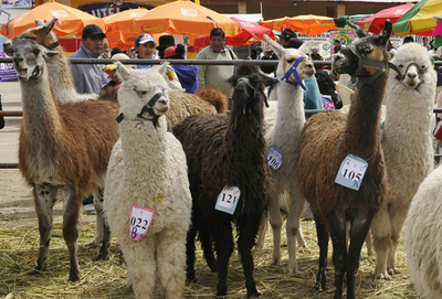 ラマやアルパカ大集合、ボリビアのラクダ品評会