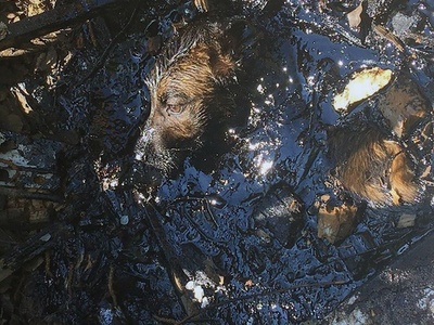 タールまみれで2日間も…建設現場の穴に落ちた野良犬救出 ロシア