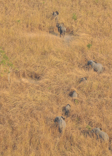 武装集団の密猟に立ち向かうレンジャー部隊、コンゴの国立公園
