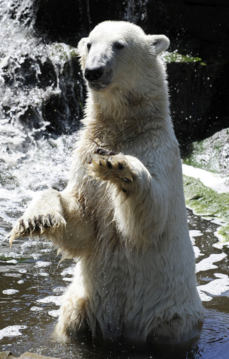 あの人気者「クヌート」も･･･独動物園のシロクマ7割超に精神疾患