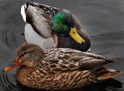 公園の動物たち、ルーマニア