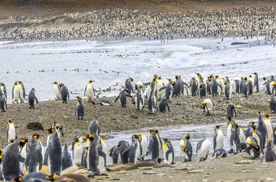 巨大氷山の進路にペンギンの一大繁殖地、衝突すればひな生存の危機