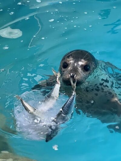 ロシア生まれ「衰弱」ゴマフアザラシ…韓国で救助、治療3カ月、再び海へ