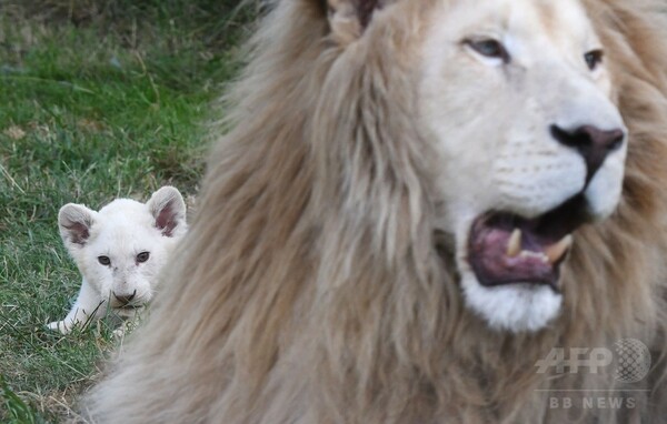 極めて珍しい五つ子のホワイトライオン、チェコ