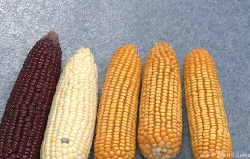 中国 トウモロコシの実の鉄の取り込みの鍵になる遺伝子を発見