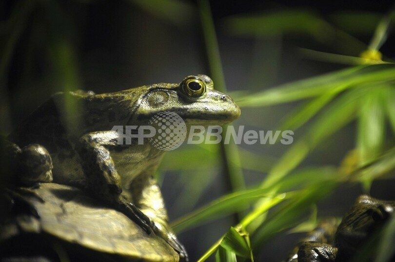 世界中で激減するカエル 原因は除草剤 アトラジン か 米研究 写真1枚 国際ニュース Afpbb News