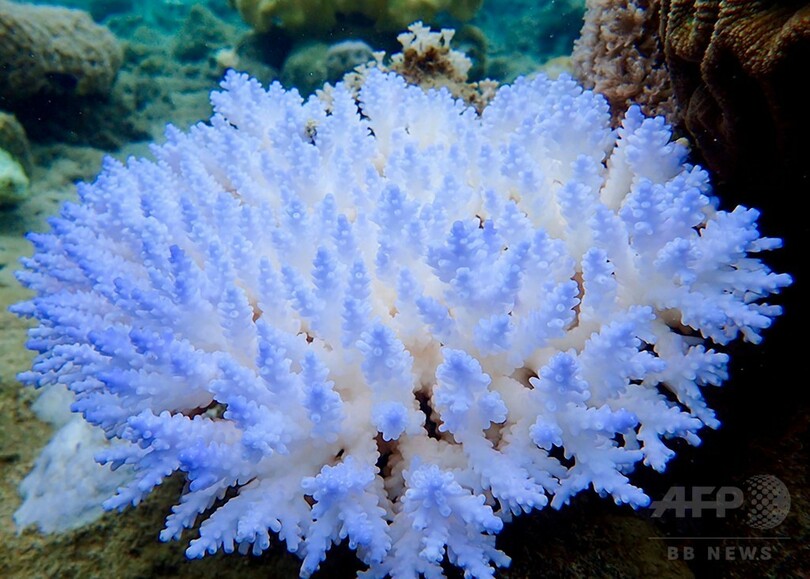 グレートバリアリーフ、16年熱波で「壊滅的大量死」 広範な生態系に影響