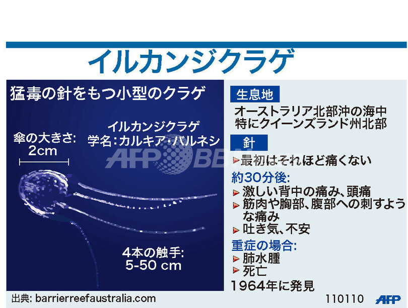 図解 猛毒をもつイルカンジクラゲ 写真1枚 国際ニュース Afpbb News