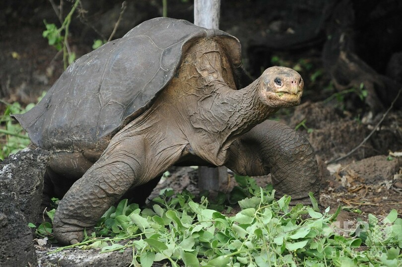 ガラパゴス諸島の絶滅ゾウガメ、近縁種を探索へ