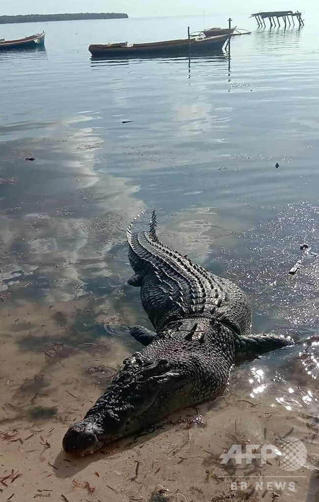 巨大ワニが漁師襲い殺害、ボートから引きずり落とす フィリピン