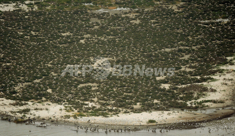 米メキシコ湾岸、流出原油がもたらす悪夢のシナリオ