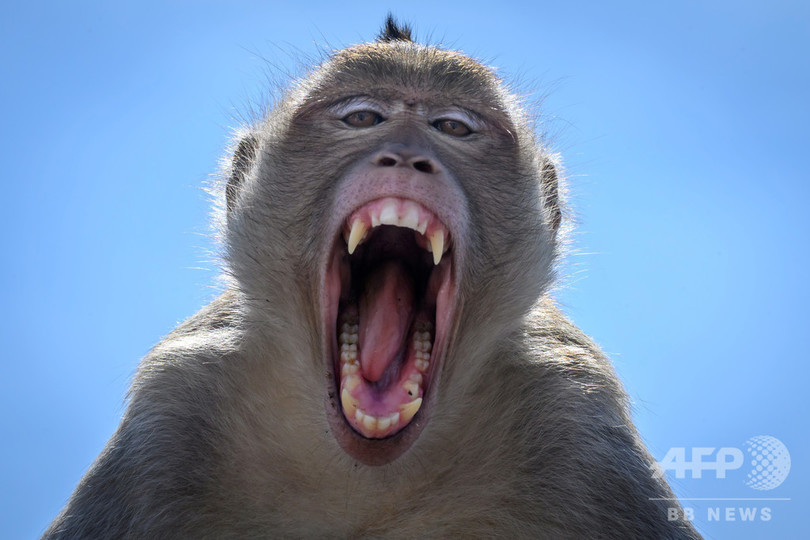 サルに支配された街 観光客激減で餌なくなり凶暴化 タイ 写真25枚 国際ニュース Afpbb News