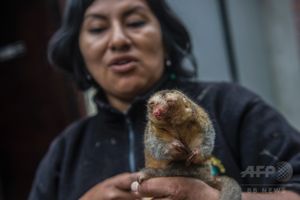 世界最小 手のひらサイズのアリクイ ペルーの動物園でお目見え 写真7枚 国際ニュース Afpbb News