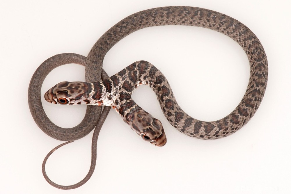 珍しい双頭のヘビ、米フロリダ州で発見