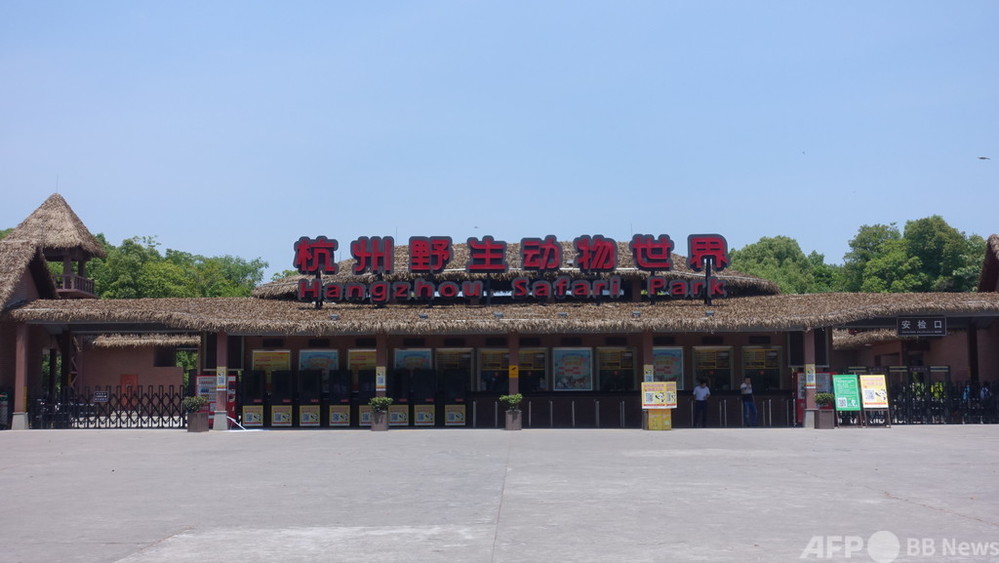 ヒョウの脱走を1週間公表せず 中国 杭州のサファリパーク 責任者は拘束 写真1枚 国際ニュース Afpbb News