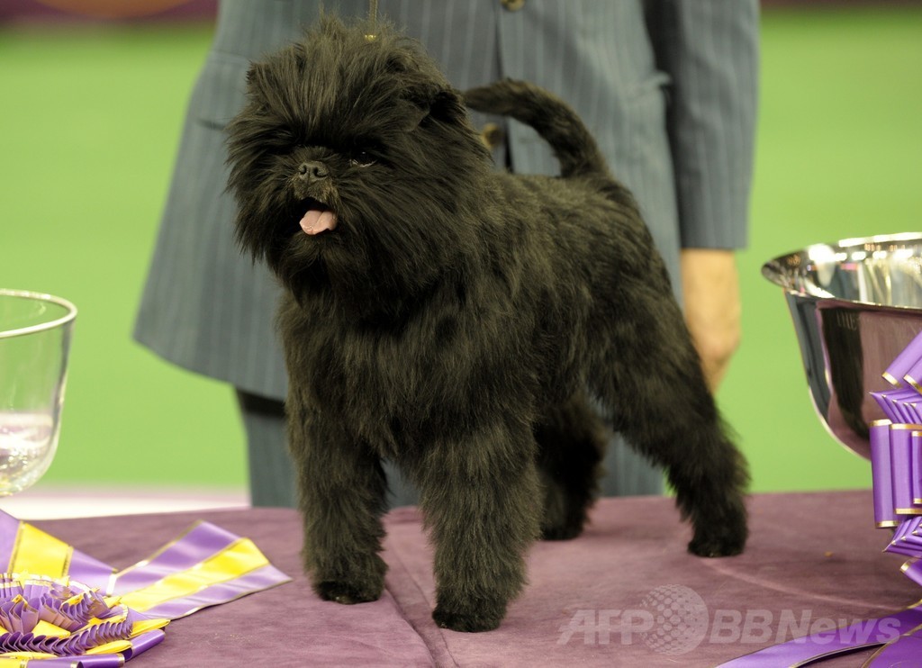 【特集】「美犬」大集合、米ドッグショー写真集