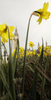 ロンドン（London）の時計塔「ビッグベン（Big Ben）」前に咲く水仙（2009年3月19日撮影）。(c)AFP/Shaun Curry