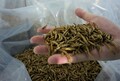 乾燥されたミールワーム（2020年4月1日撮影）。(c)Xinhua News