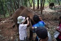 タイ北部チェンマイ県で、治療のためにゾウに投薬する獣医師（2020年6月3日撮影）。(c)Lillian SUWANRUMPHA / AFP
