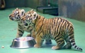チェコ東部オロモウツの動物園でお披露目された双子のシベリアトラの子ども（2015年6月30日撮影）。(c)AFP/RADEK MICA
