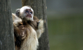 ベネズエラ・カラカス（Caracas）の動物公園では、かわいらしいサルたちが人気だ。写真は、母ザルの背中に乗った子ザル（2009年5月12日撮影）。(c)AFP/THOMAS COEX