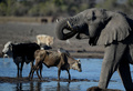 ボツワナ・マウン郊外の泥地に入るゾウや牛（2019年9月28日撮影）。(c)MONIRUL BHUIYAN / AFP