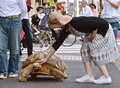 東京・月島の道を歩く亀のボンちゃん（2015年6月10日撮影）。(c)AFP/KAZUHIRO NOGI