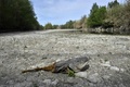 フランス・リブザルトで、干上がったアグリ川の底に残されたナマズの死骸（2023年4月27日撮影）。(c)RAYMOND ROIG / AFP