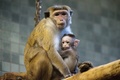 トクモンキーの親子（2011年11月29日撮影、資料写真）。(c)ROBERT SCHLESINGER / DPA / AFP