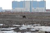 ロシア・シベリアでクマ被害急増、1か月で6人死亡 「包囲」された町も