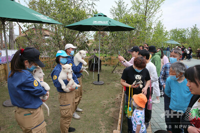三つ子のホワイトライオンが観客に顔見世 中国 江蘇省 写真6枚 国際ニュース Afpbb News