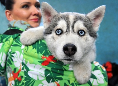 晴れ舞台に緊張？キルギスでドッグショー