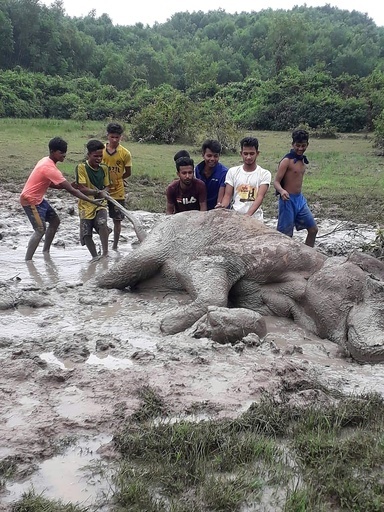 泥にはまったゾウ、若者たちが引き上げる バングラデシュの保護区