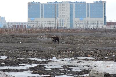ロシア・シベリアでクマ被害急増、1か月で6人死亡 「包囲」された町も