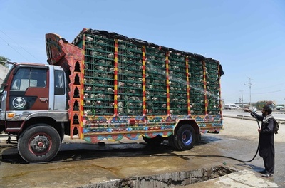 とにかく暑い！ ニワトリも旅の途中でシャワータイム パキスタン