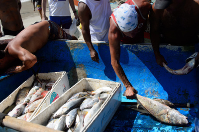 ブラジル、EUへの魚の輸出を一時中止に 食品安全基準めぐって溝