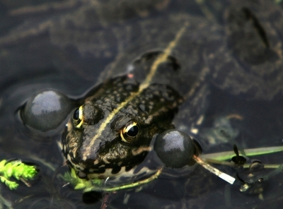 「国際カエルのど自慢コンテスト」、独で5月開催