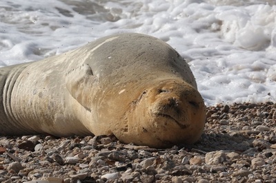 イスラエルで初確認 チチュウカイモンクアザラシ