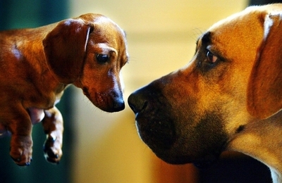小型犬は攻撃性が高く、大型犬はおとなしい 犬の行動調査で明らかに