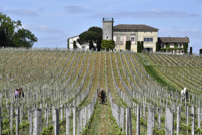 仏警察、中国企業所有のワイン醸造所10軒を差し押さえ 脱税などの容疑