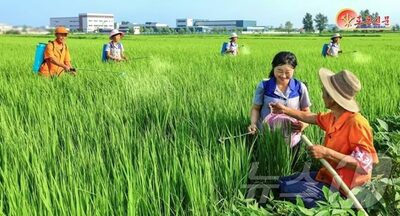 北朝鮮、猛暑・洪水・干ばつで「複合危機」の恐れ…食料・医療から軍事施設まで影響