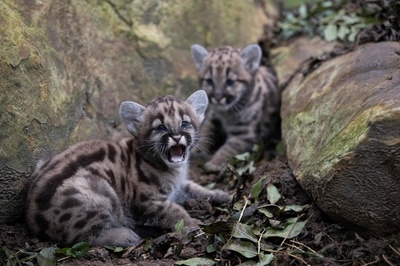 ピューマとジャガーの赤ちゃん 仲良く成長中 仏動物園